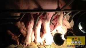 分析：照明与猪只季节性不孕两者的关系