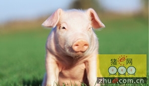 跨学科途径为生猪产业应对挑战提供更加有效的手段