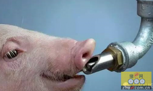 猪的饮水：小问题，大隐患 