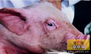 有关控制猪繁殖与呼吸障碍综合征的新教学视频上线