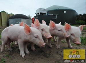 加拿大西部生猪群健康状况良好 但受季节性疾病威胁