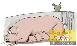 饲料营养与品质对母猪饲养带来的影响
