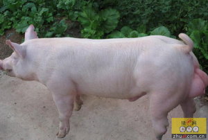 无公害猪种的选择与繁殖技术 
