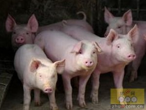 美国――持续减少繁育种群以增加生猪利润