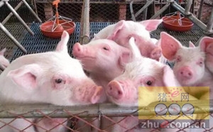 牧原股份：生猪销售均价环比上涨3.9%