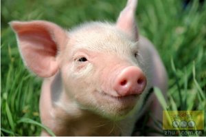 加拿大曼尼托巴省发生第二例猪流行性腹泻（PED）疫情