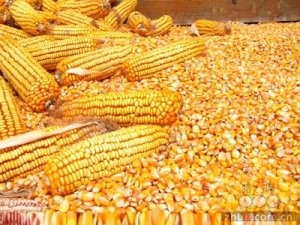 6月14-15日超期储存国产玉米定向竞价销售成交统计