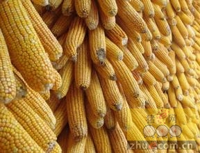 6月14-15日超期及�t�囤储存玉米拍卖成交