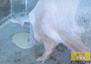 能引起猪呕吐的传染性疾病有哪些？