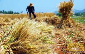 农业部：今年小麦有望再获丰收