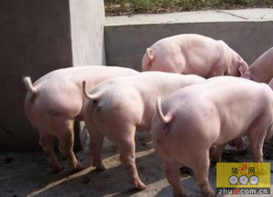 杂种猪养殖效益好，杂种猪的优势