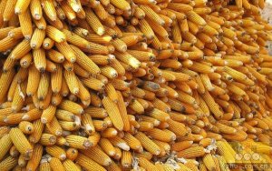 玉米补贴又有消息：三省一区补贴要给生产者！