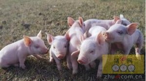 越南生猪数量保持稳定 养殖户依然有比较好的盈利