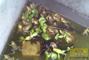 湖南：无害化处理病死猪新模式 变废为宝养青蛙