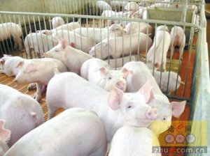 500万生猪养殖项目落户曲靖温氏云南布局