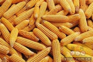 吉林、辽宁两省玉米市场调查：坚持去库存