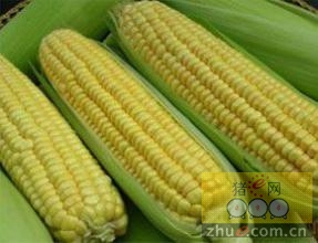 吉林、辽宁两省玉米市场调查：利好消息迭出，库存形势不容乐观！