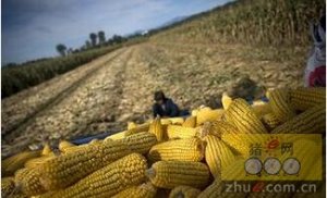 巴西玉米价格困扰牲畜生产商