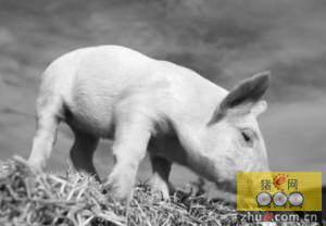 中兽医及现代医学对于猪呼吸道疾病临床防