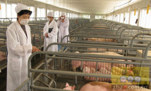 柳州市推行生猪高架床健康养殖