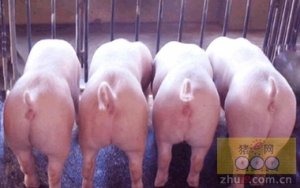海南：我省引进的965头丹麦种猪将正式投