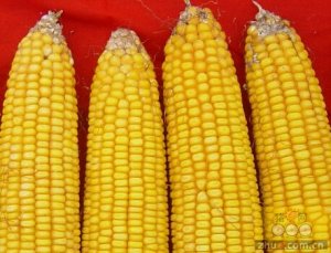 玉米收储托市逐渐退出  给农民定额补贴