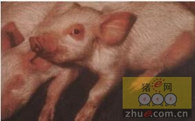 猪蓝耳病与猪伪狂犬病混合感染的诊治