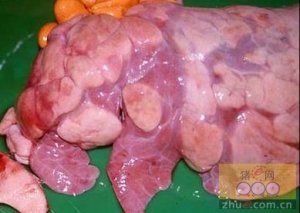 猪肺炎的特点及防治措施
