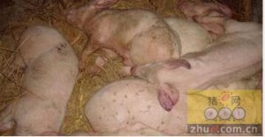 猪副嗜血杆菌病的特征与控制，猪副嗜血杆菌病的防治措施
