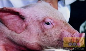 引起猪呼吸道病的病原菌有哪些?怎样防治?