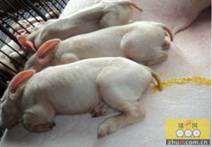 常见猪腹泻病防治方法，5种猪腹泻病的症状与防治