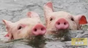 如何减轻每年6-9月炎热气候给养猪生产造成的不良影响"热应激"?
