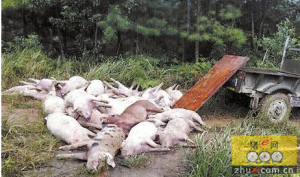 80头猪腹泻，7头死亡，疑因饲料问题