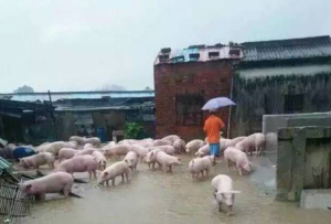 理性看待猪场被淹的新闻  希望他们早日度过难关