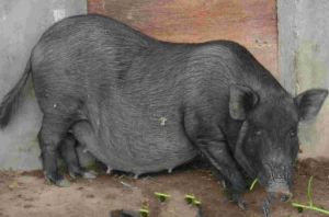 科学家揭示滇南小耳猪六白毛色遗传机制