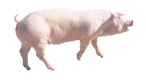 温氏股份2016年6月销售商品肉猪124.61万头 收入29.73亿