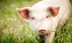 猪黄脂病的病因、诊断及防治