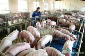 云南：沾益启动25万头种猪场项目