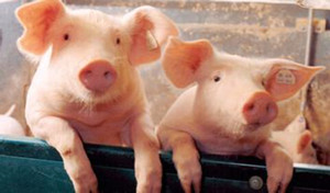农业部：重新制定猪肉水分标准 减少活猪