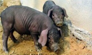 中国“土猪”濒临灭绝 一斤肉卖上百元