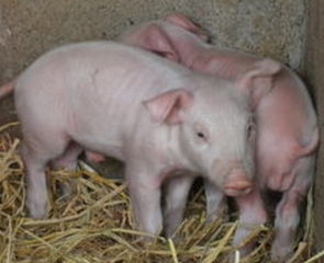 预防或治疗仔猪腹泻使用微生态制剂