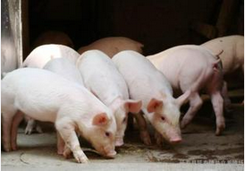 天康生物:上半年养猪业务是盈利的
