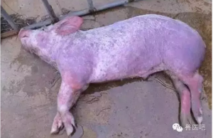 哪些猪病会导致猪皮肤发红？