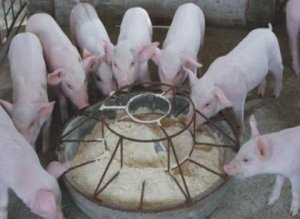 比利时农场通过免疫阉割提高了饲料转化率及酮体质量