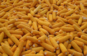 国内玉米价格普遍回落