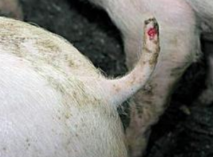 预防猪咬尾症的六种方法