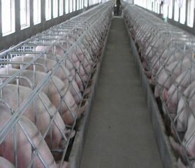 夏季母猪系列问题分享2：母猪受胎率低的