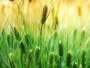 启动小麦临时收储后会否带来转机？