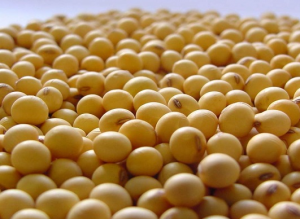 对美豆市场的影响因素再分析！