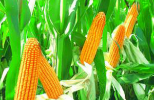 中国13年来首次减少玉米种植面积 将调减5